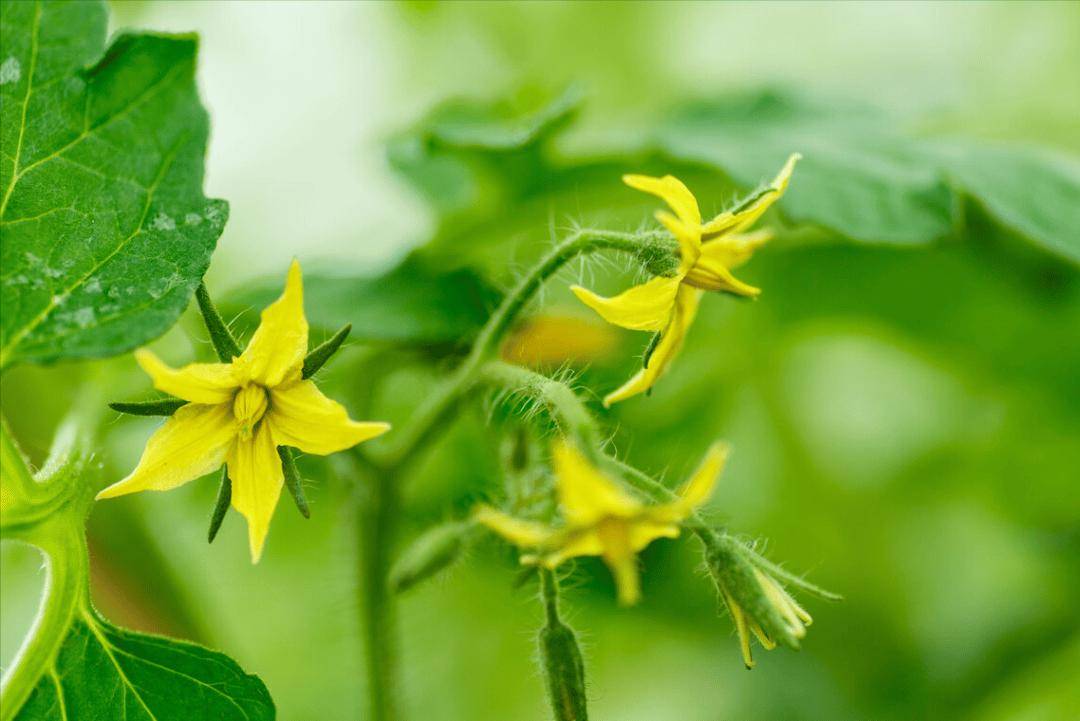 缩节胺>矮壮素>多效唑>烯效唑1080_721