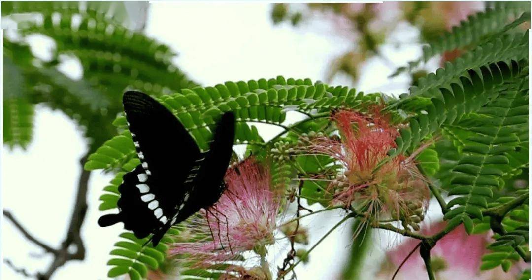 云南一个曾被"游圣"徐霞客冠以三绝的蝴蝶泉,如今却名不副实