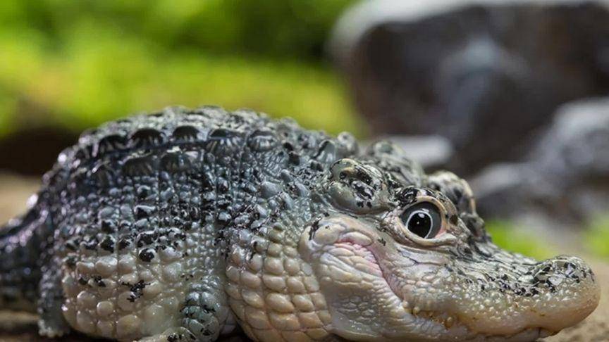 南京游客坐船喂鳄鱼,还推出"人鳄共浴",为何鳄鱼乖乖不伤人?