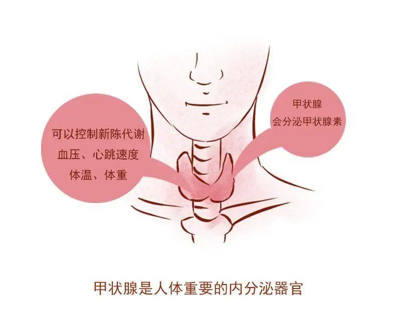 【健康播报】甲状腺疾病容易盯上哪些人?查出甲状腺结节要手术吗?