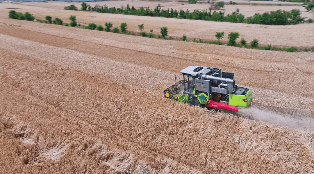 图说丨上蔡县:麦子黄 收割忙
