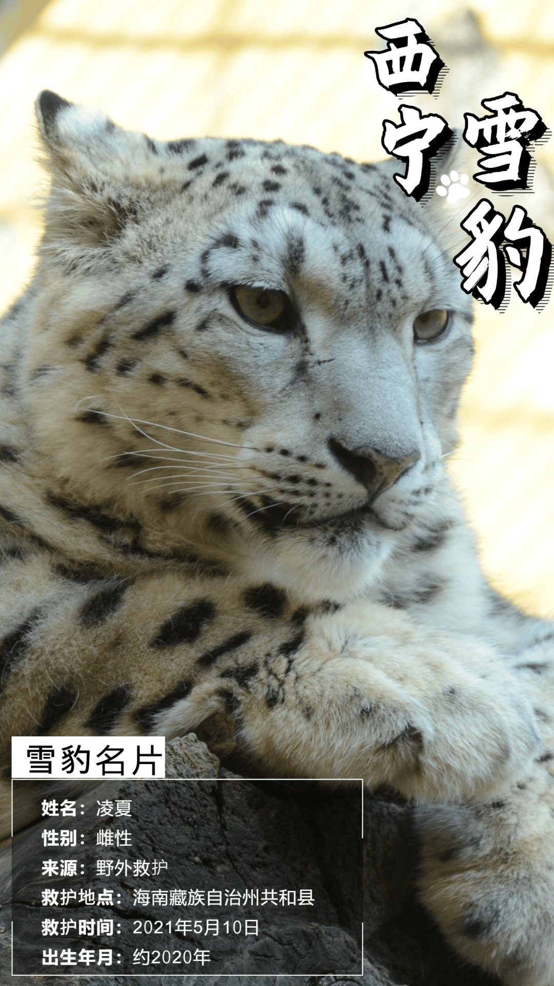 一组海报带你认识西宁网红雪豹!