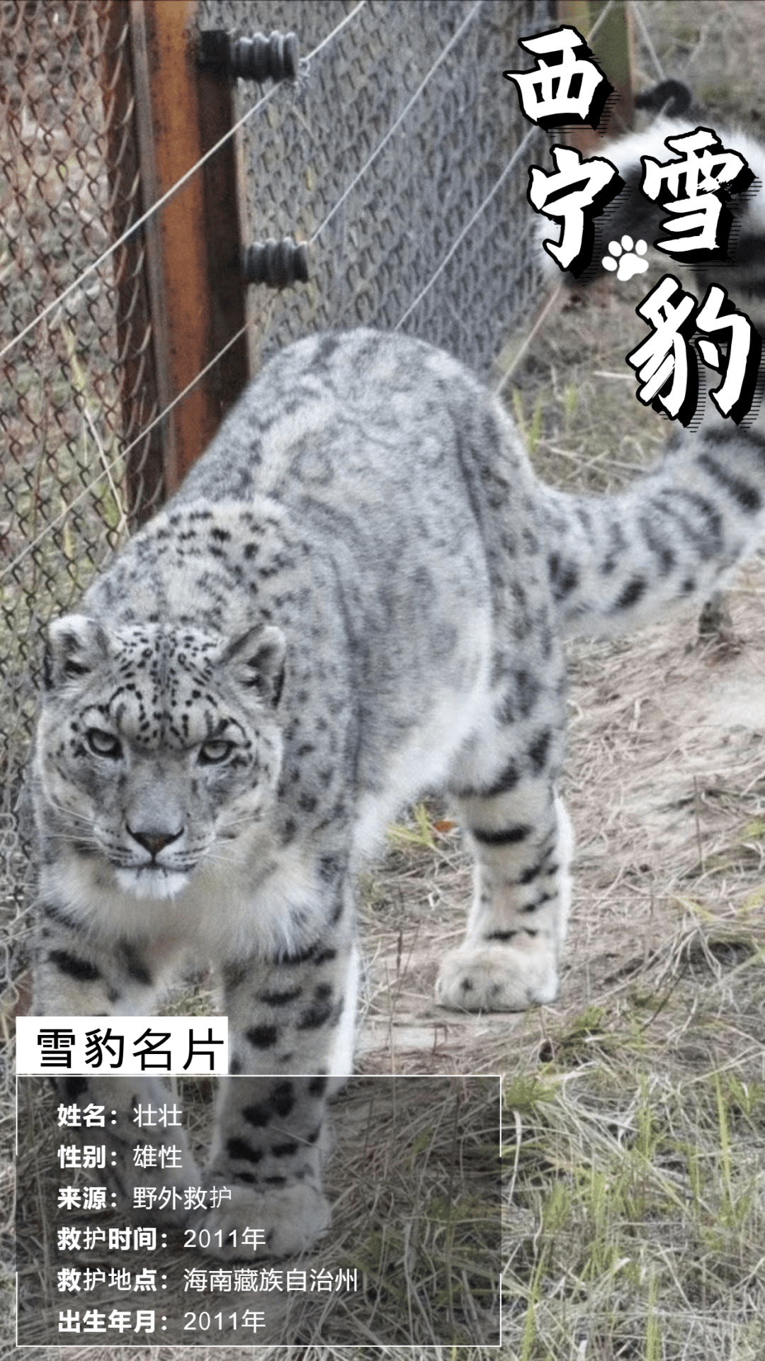 12只!一组海报带你认识西宁网红雪豹