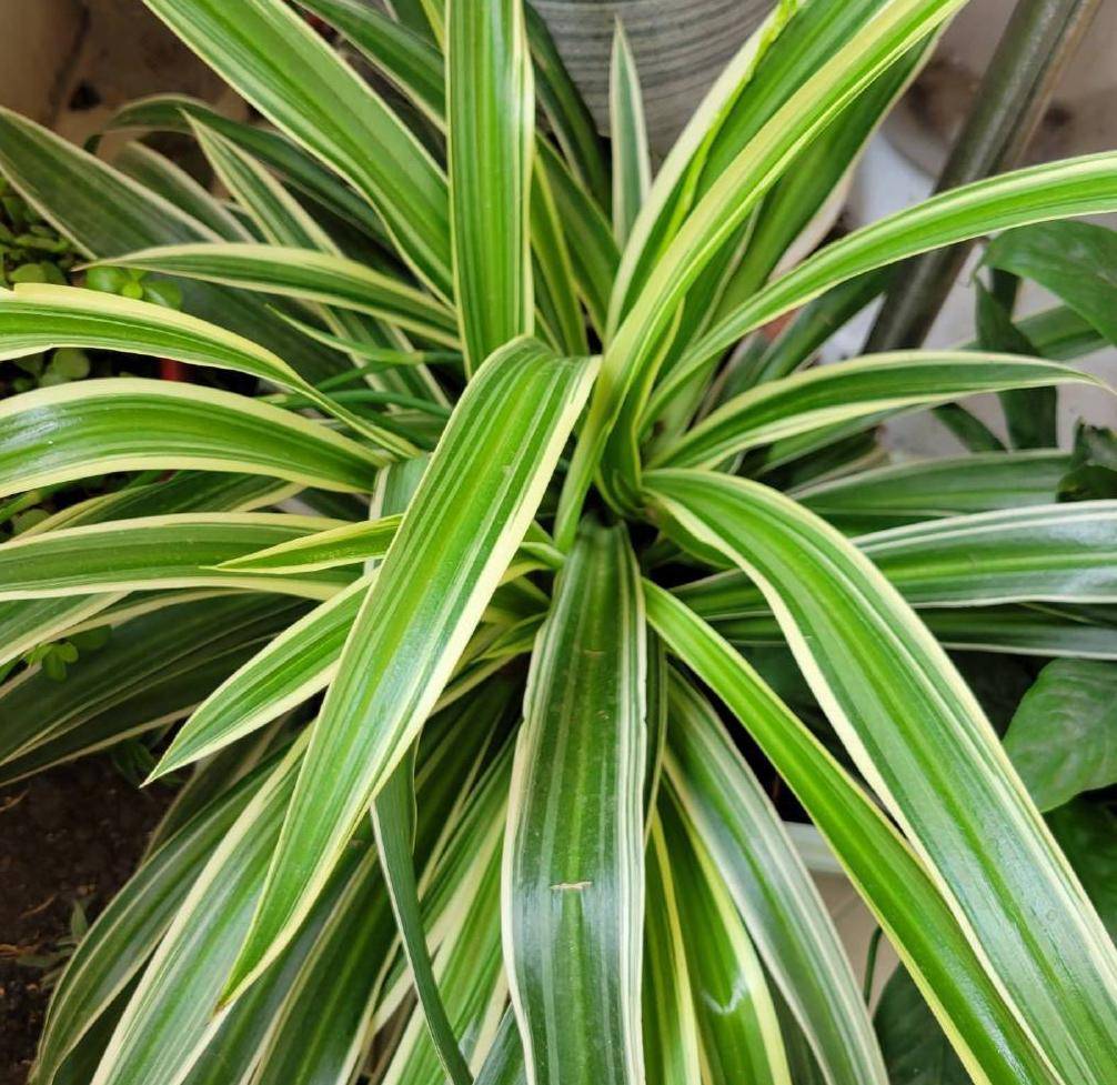 夏天养吊兰,做好"2件事",叶子茂盛翠绿,状态完美长爆盆