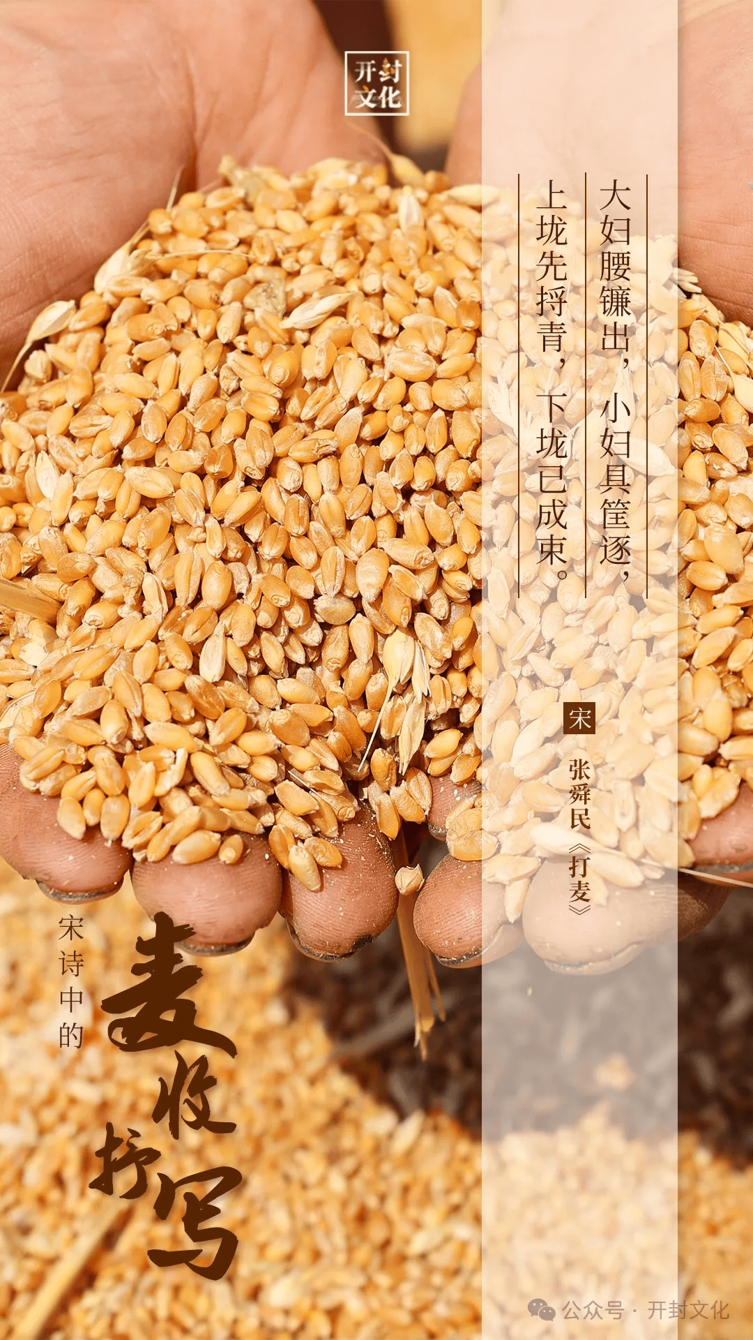 开封老表们,回家割麦了!