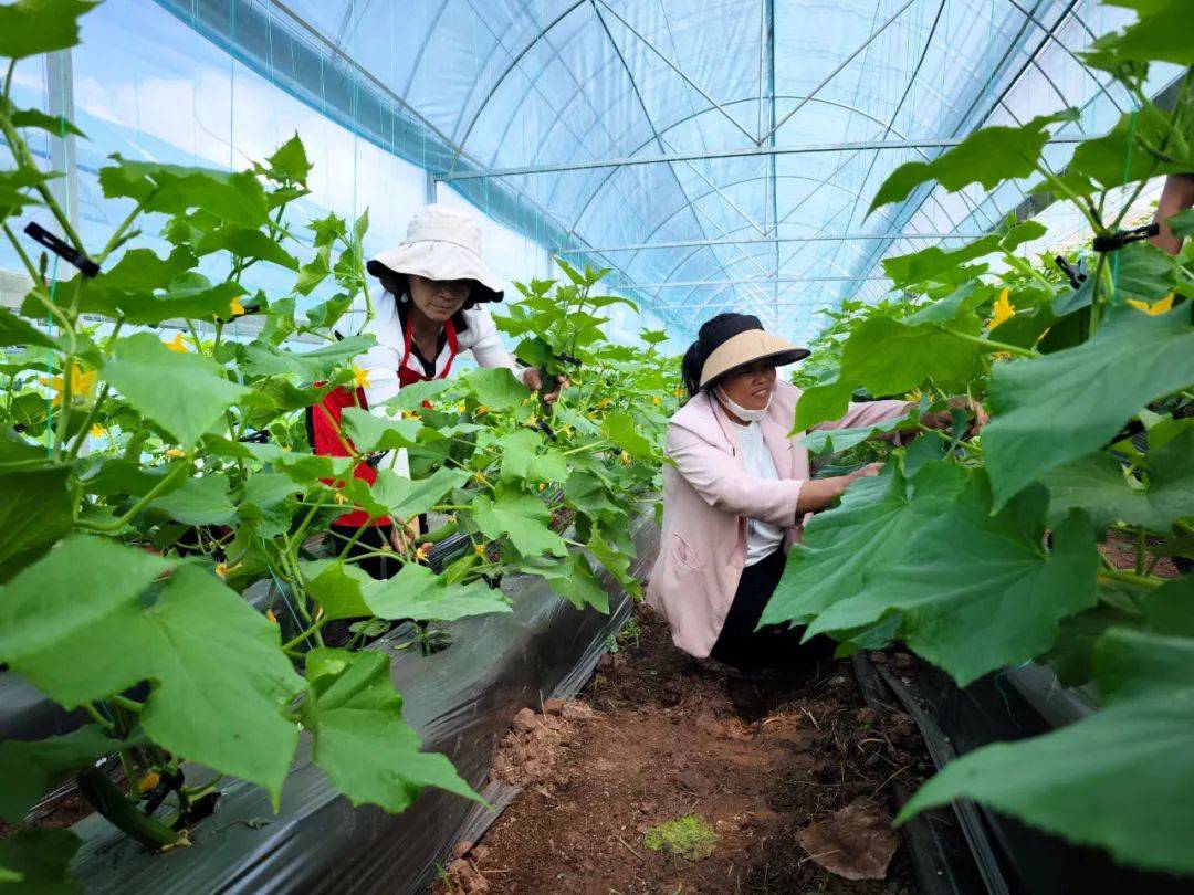 鱼山蔬菜种植示范基地蔬菜迎来采摘季