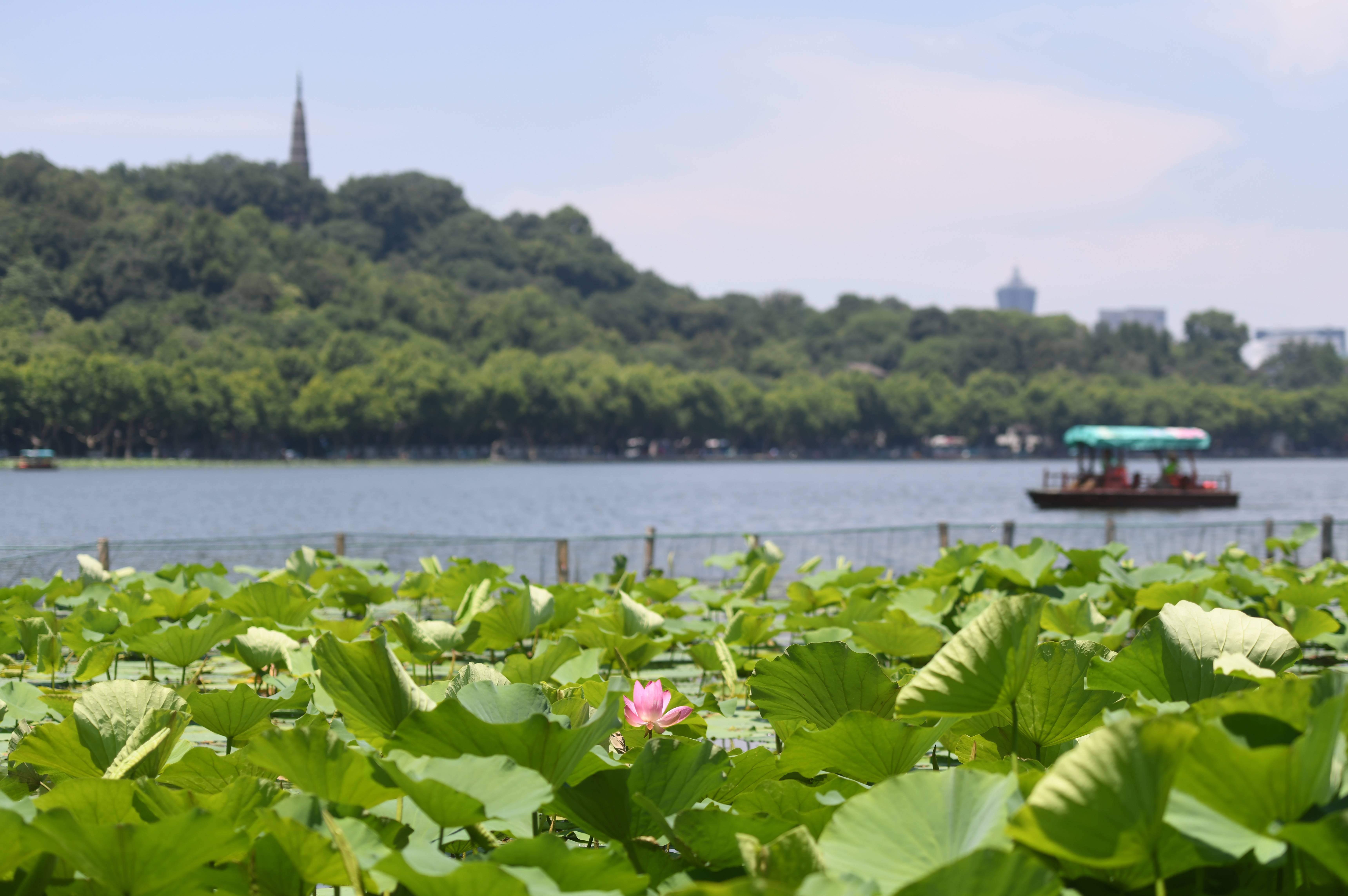 杭州西湖夏荷初放