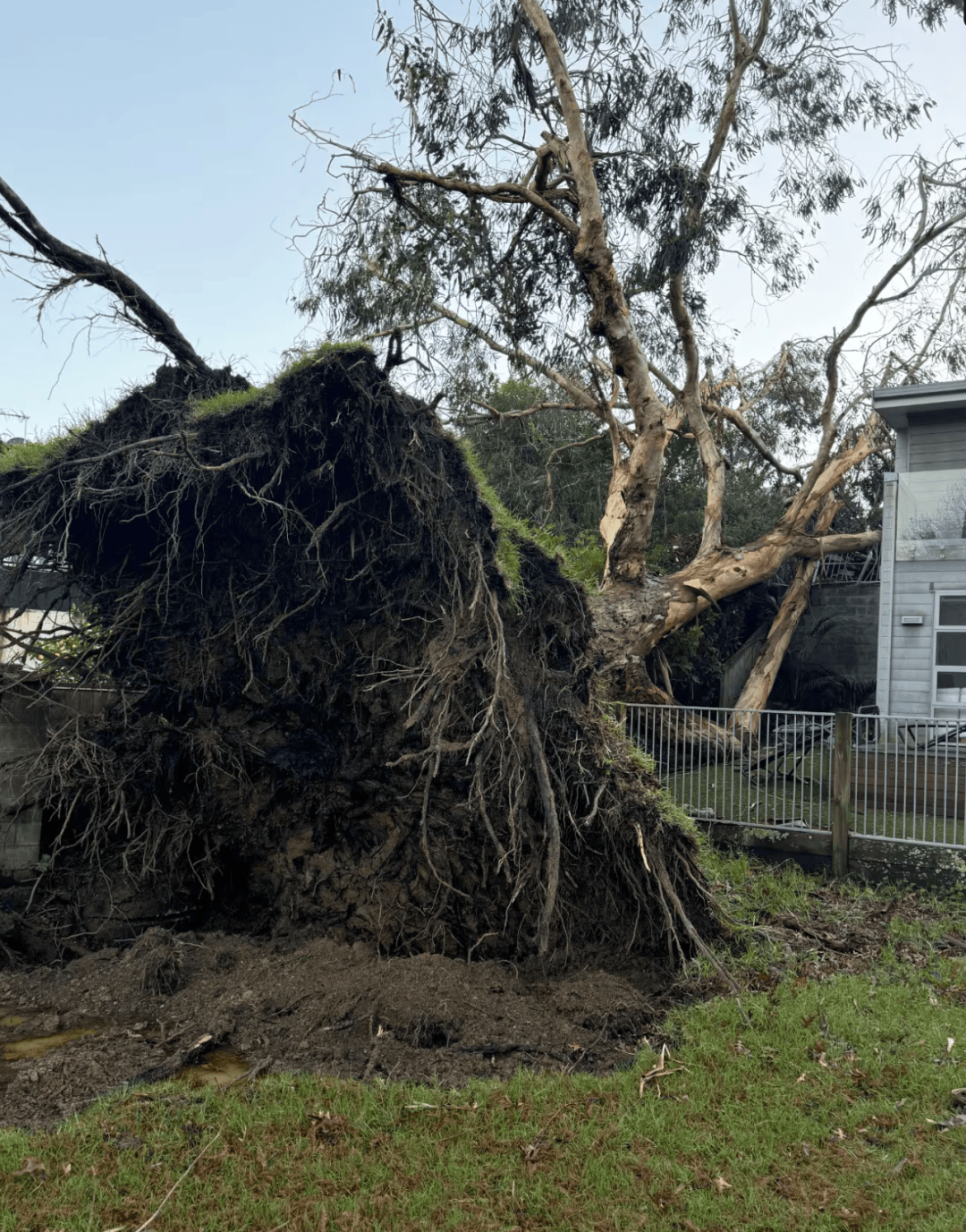 新西兰自然灾害图片