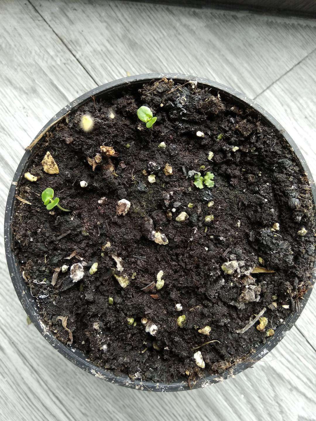 养含羞草,用1个简单的种植方法,不花钱就能种10盆,盆盆长势好