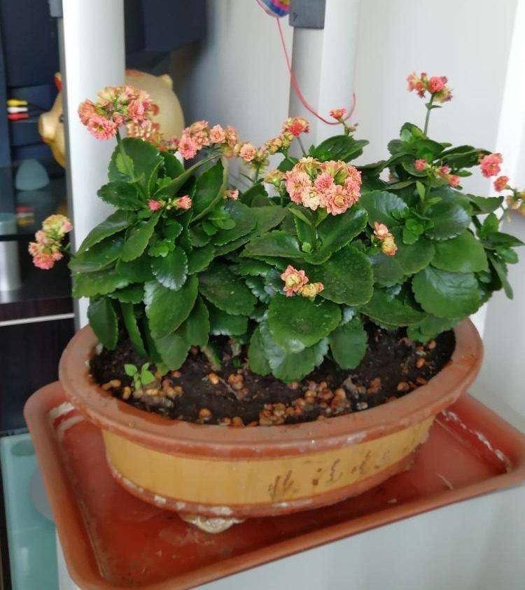 自己学会扦插"长寿花",五颜六色开满阳台,冬天拥有一片小花园