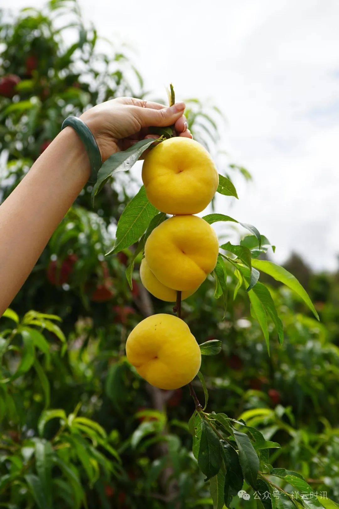 祥云:早桃抢"鲜"上市_蟠桃_种植_红宝石