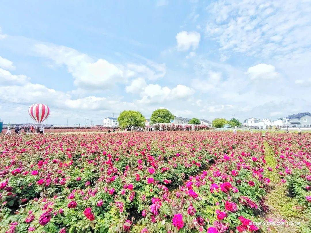 此外,随着美栖村玫瑰产品研发和深加工的不断推进,"美栖花田"品牌逐渐