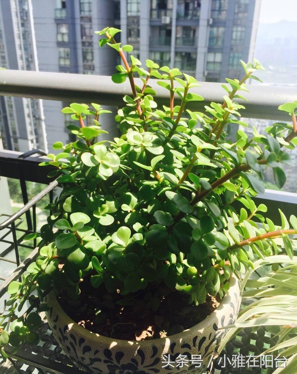 金枝玉叶不用花钱买,一个枝条能生根长爆盆,养成好美盆景
