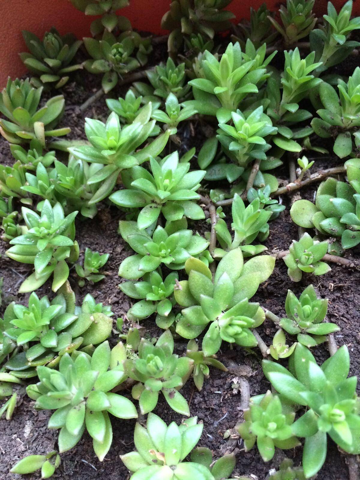 养垂盆草,路边捡2节枝条,插盆里,一个多月长爆盆,比绿萝漂亮