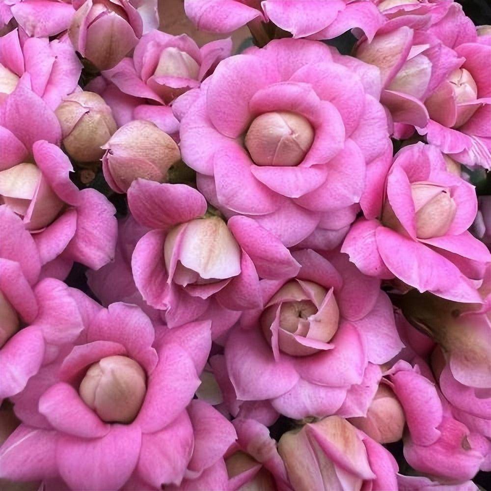 养长寿花,做"2点",开花成球,花团锦簇特别漂亮,花期老长了