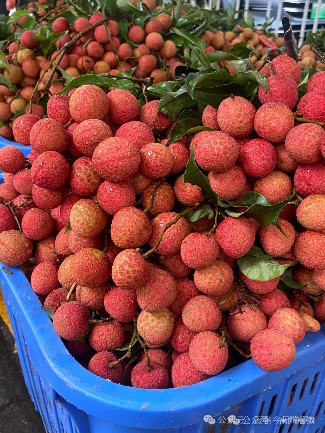 虽然茂名种植面积广阔,妃子笑,白糖罂等品种在初上市时价格偏高,但