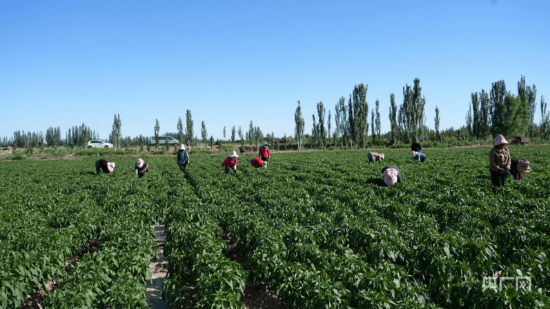 辣椒图片种植图片