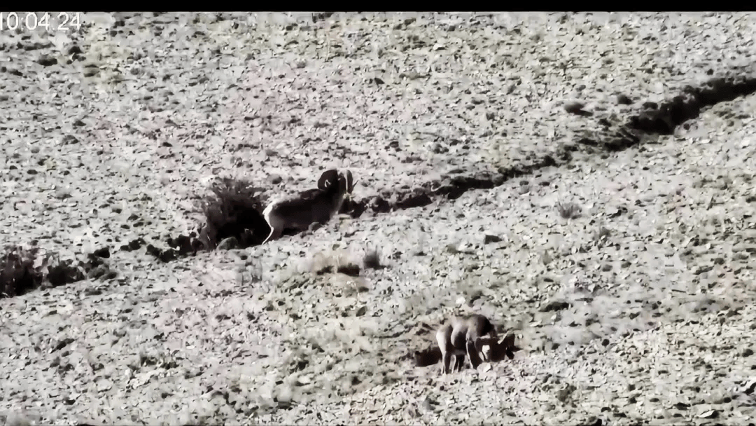安南坝保护区内拍摄到国家一级保护动物西藏盘羊悠闲觅食