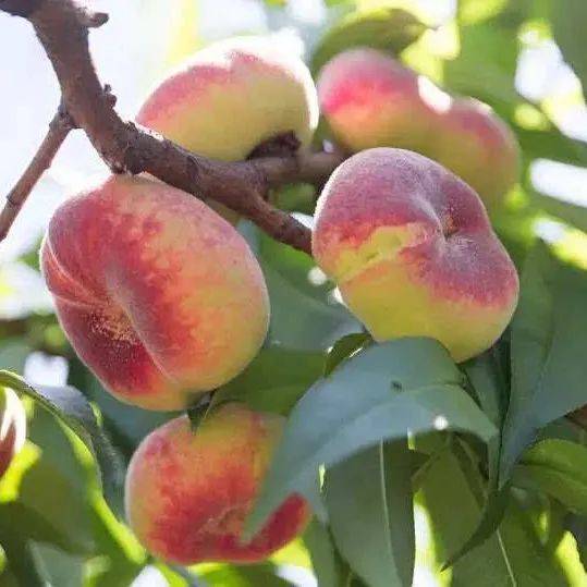 【仓·讯】夏日之"甜","瓜"香新仓再获大奖_新仓镇_西瓜_平湖