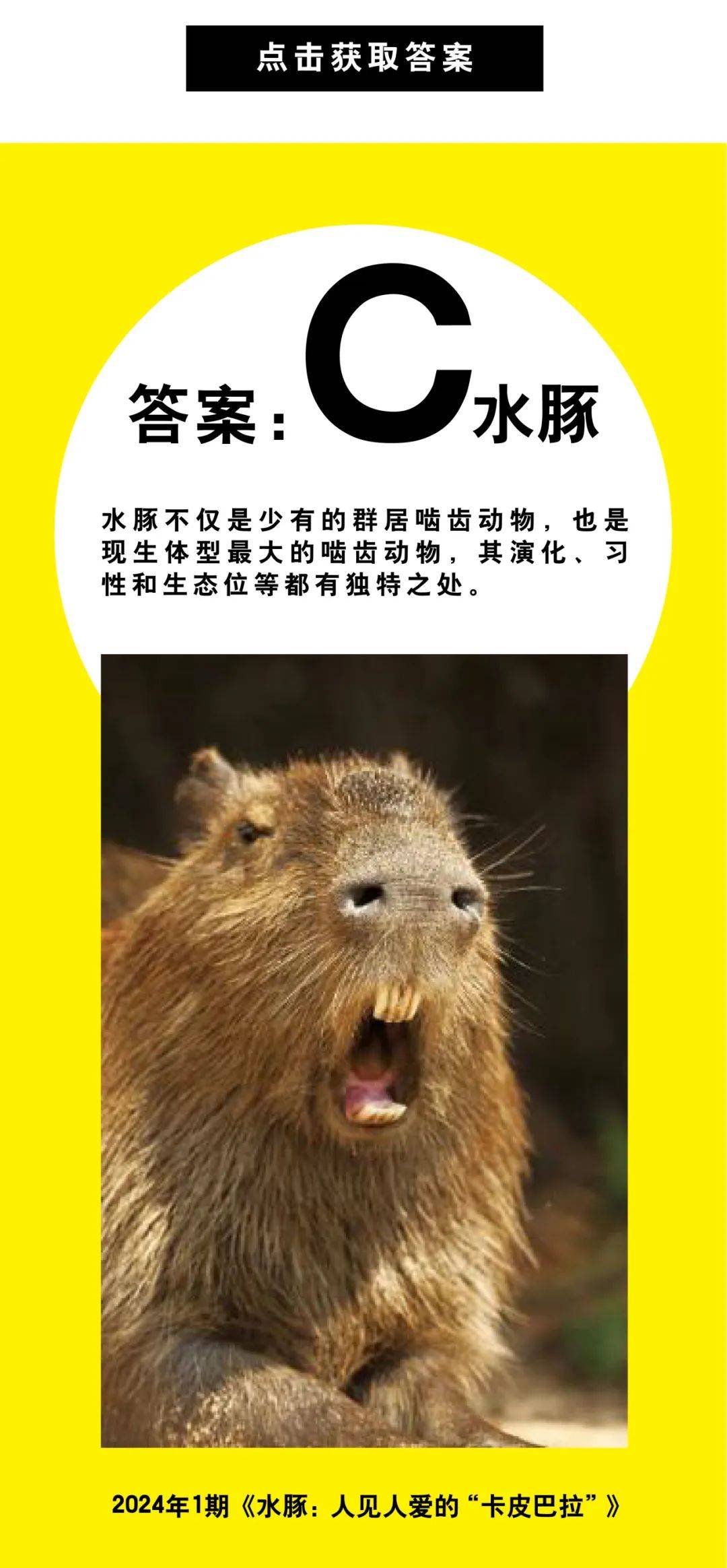 水豚是"素食主义者"吗?