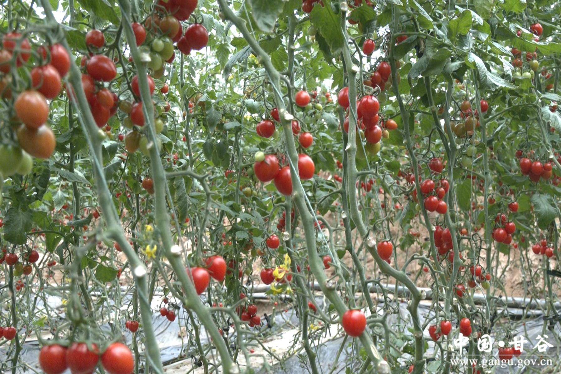 小番茄种植过程图片