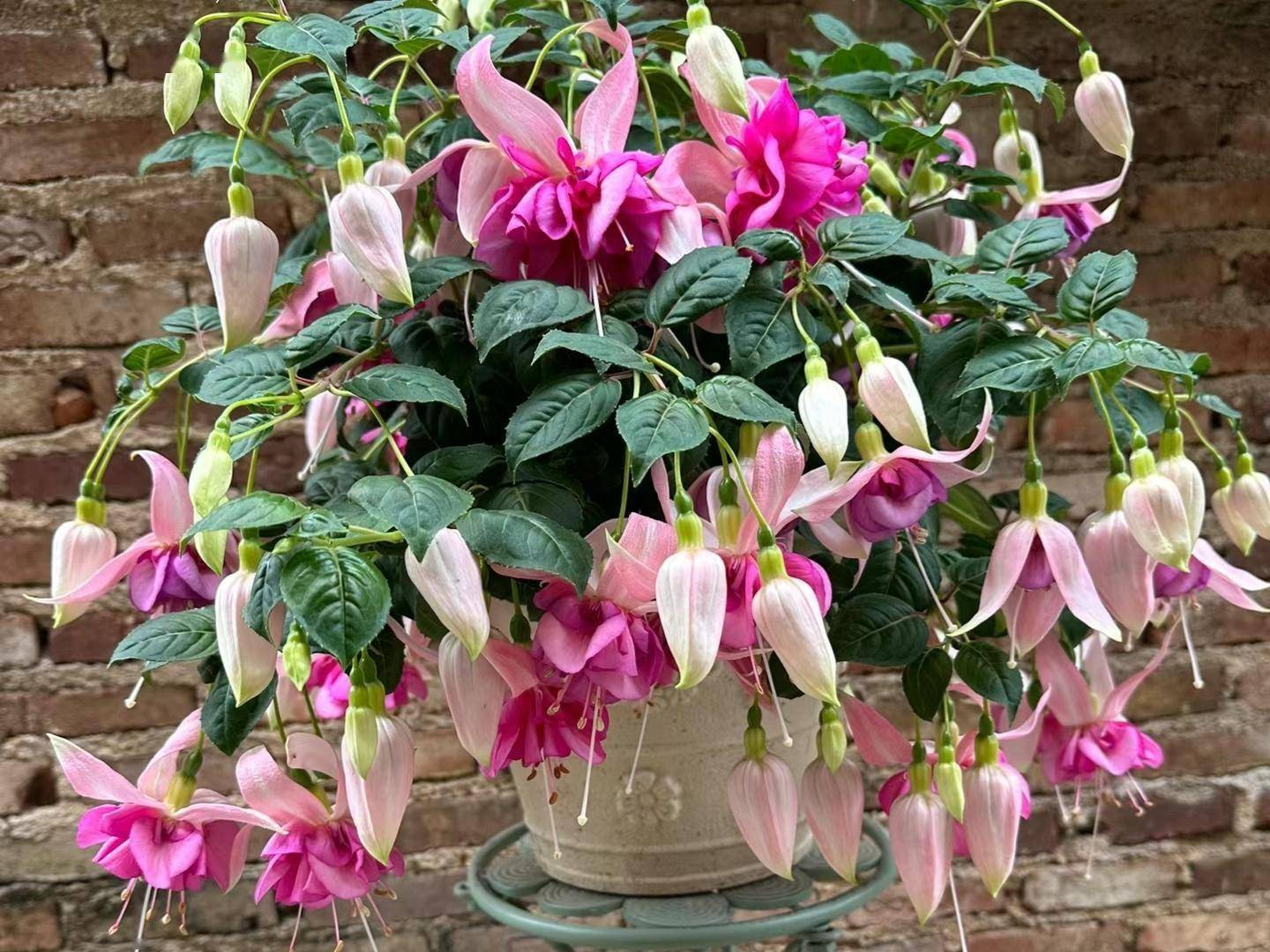 倒挂金钟,因花朵形状像钟而得名,花期5-12月,花色也非常漂亮,很多人逛