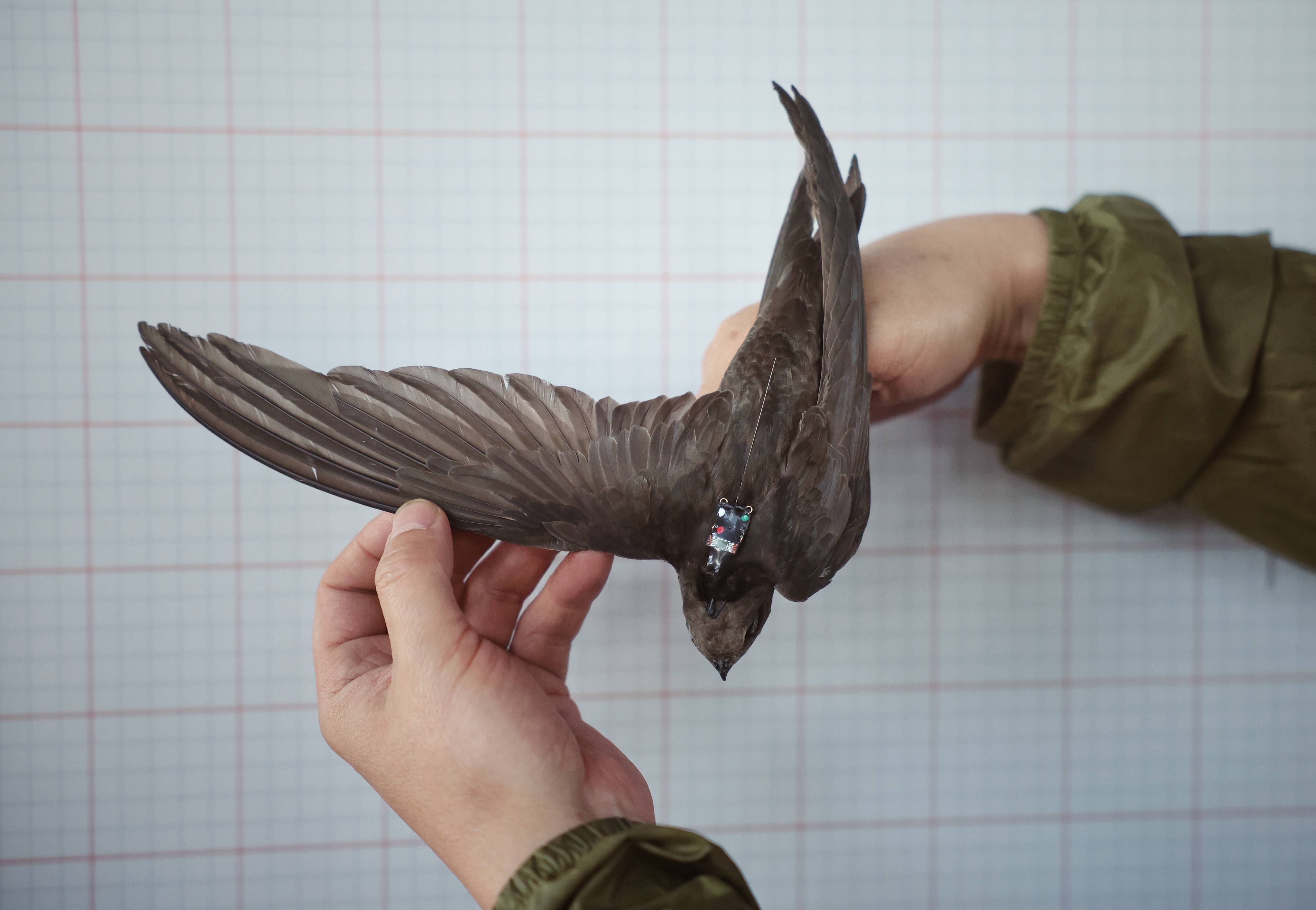 环志时收集食团,科研人员将探究北京雨燕"爱吃啥"_鸟类_研究_进行