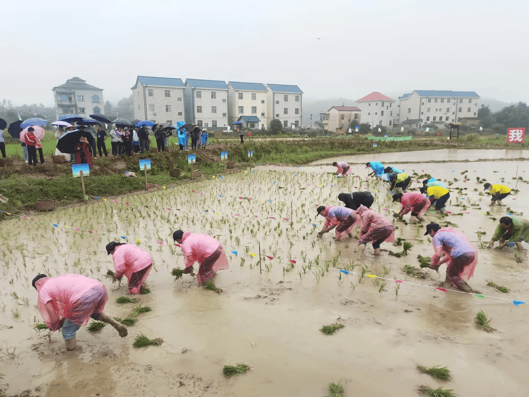 设置插秧速度,插秧规格,基本苗数,深浅适合度,均匀度等比赛内容