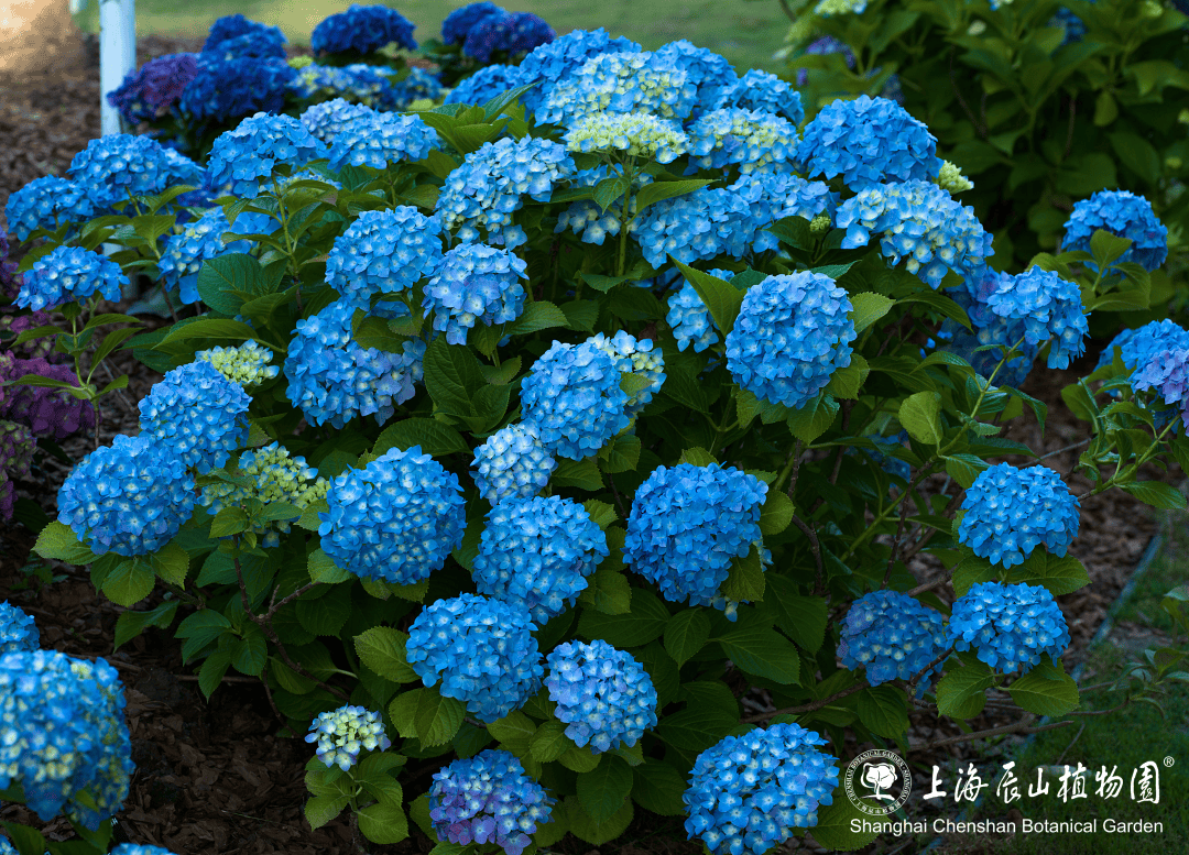53,妖精之吻绣球52,雪球绣球51,谢谢你绣球50,小町绣球49,