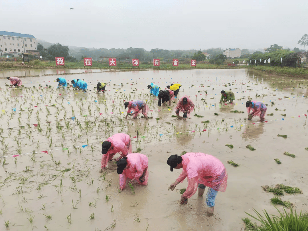 工助振兴|涵江区总工会举办"工助振兴·共富共美"插秧劳动竞赛活动