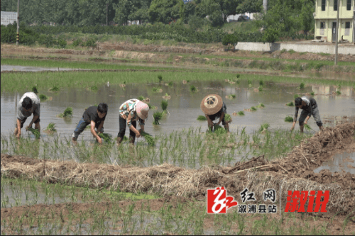 溆浦地|低庄镇莲塘村:中稻插秧忙 不负好时光