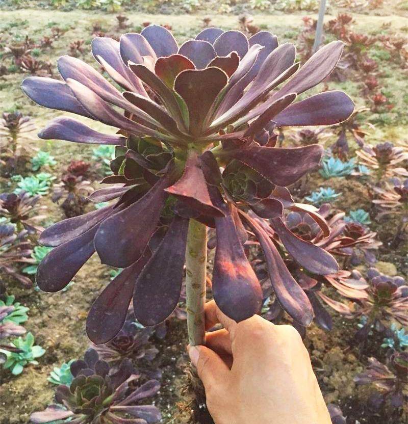 多肉法师”这么养,单头变多头,多姿多彩,长成漂亮惊艳老桩_时候 多肉法师”这么养,单头变多头,多姿多彩,长成漂亮惊艳老桩_时候