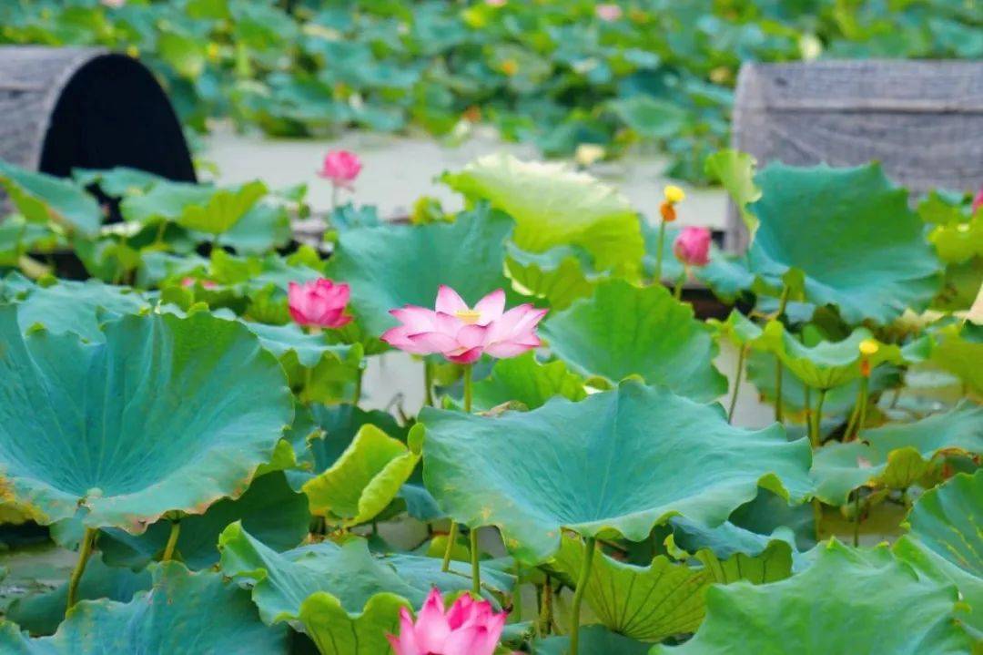 金湖荷花荡:no!no!no!今年和往年不一样哦~_赏荷_文化_景区
