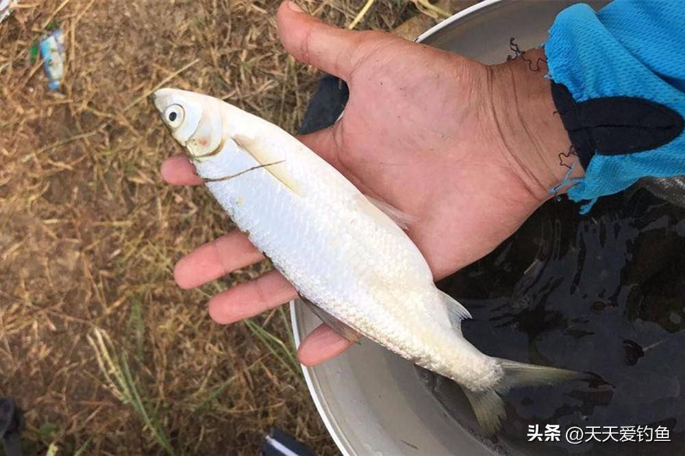 野钓白条鱼,民间神奇蘸饵钓,连竿上鱼到手酸