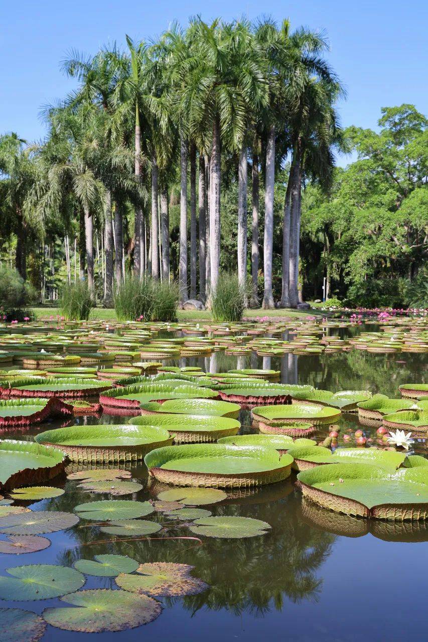 比泰国风情,比亚马逊神秘,它就是云南·西双版纳_夜市_热带雨林_大