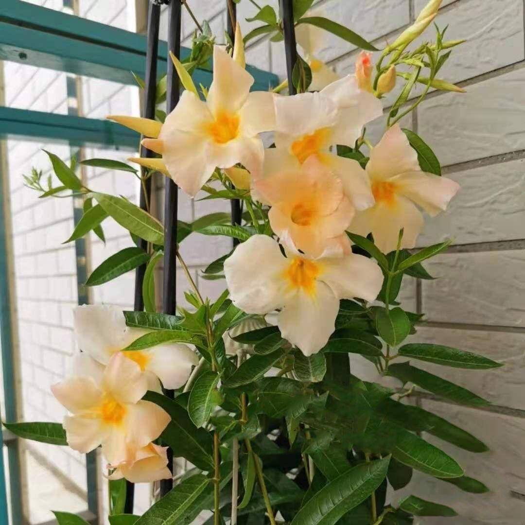 飘香藤怎么养?做好3点,开花大半年,夏季冬季都有花,又仙又美