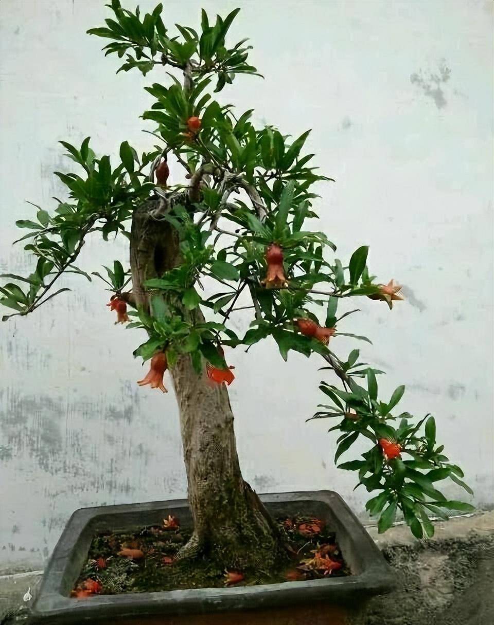 盆景 盆栽 植物 960_1216 竖版 竖屏