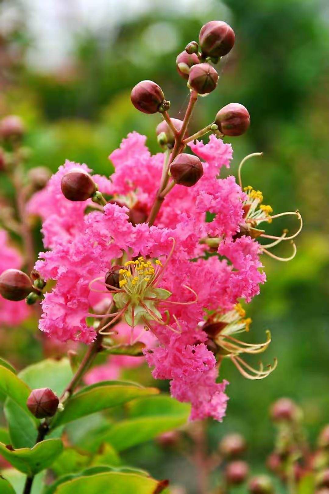 院子露台养一棵它,耐热耐晒,夏季开花红艳艳,一个夏天开不停
