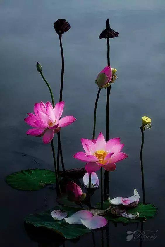 工笔素材:一组美丽的荷花!