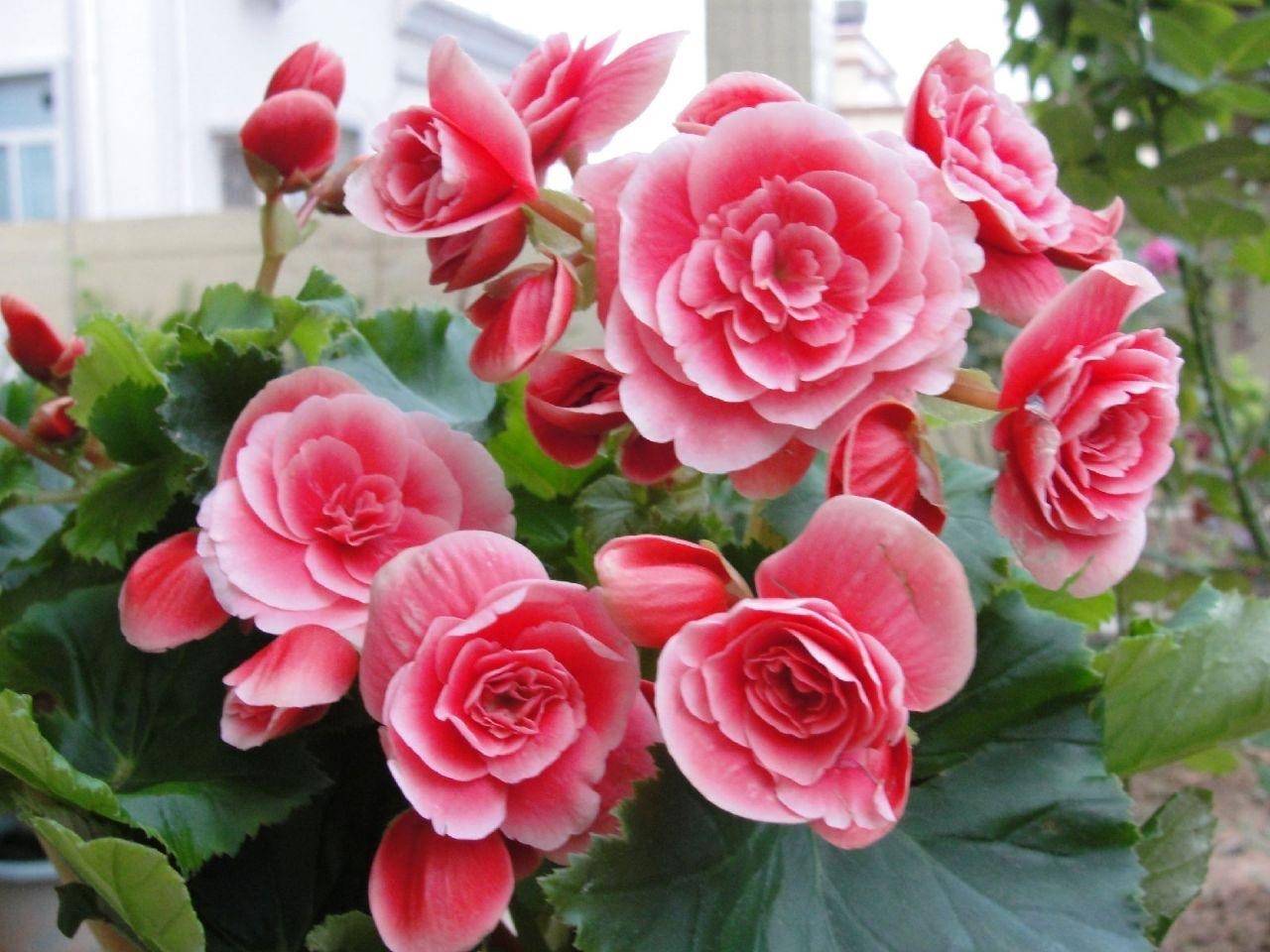 丽格海棠怎么养?做"3点",一直开花,花大又艳就像"玫瑰花"