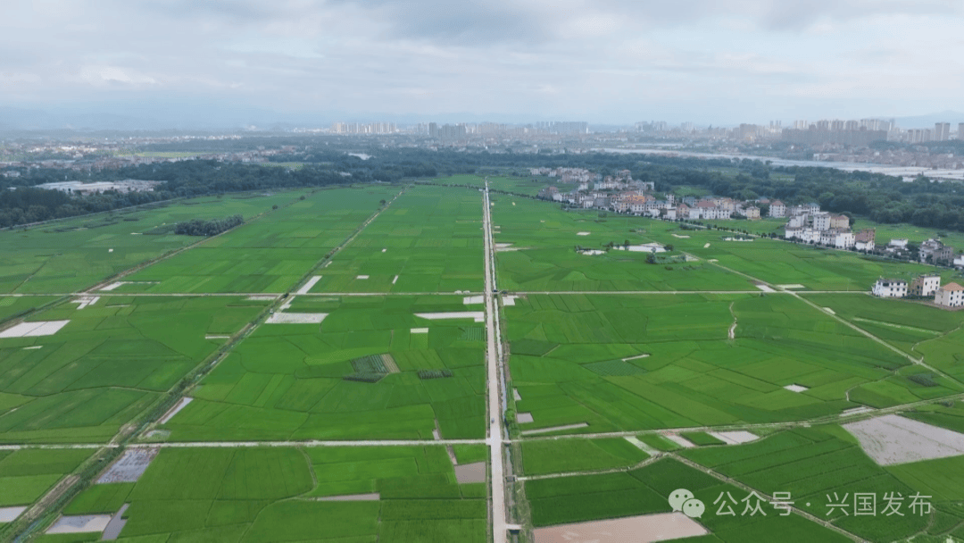 在兴国县长冈乡塘石村的1800亩早稻,已经进入分蘖期的禾苗根壮苗肥
