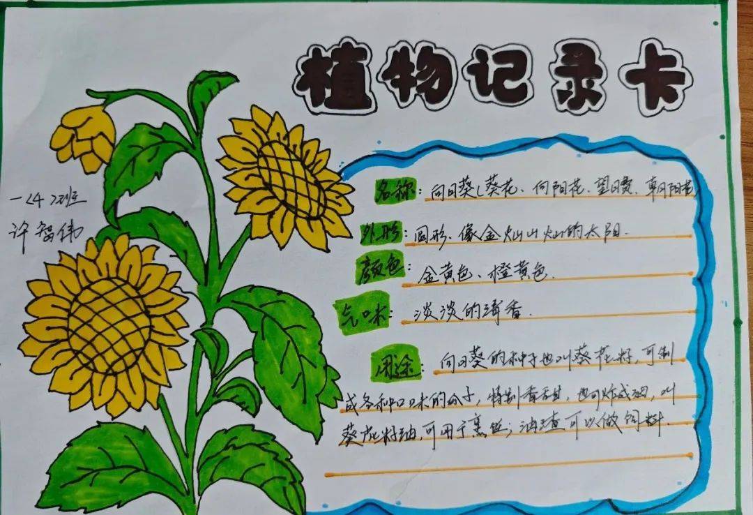 植物标本图片手抄报图片