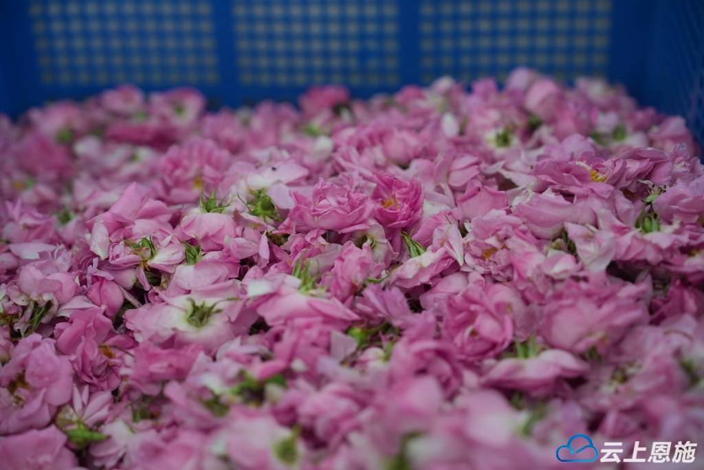 建始花坪:玫瑰"花路" "香"促振兴