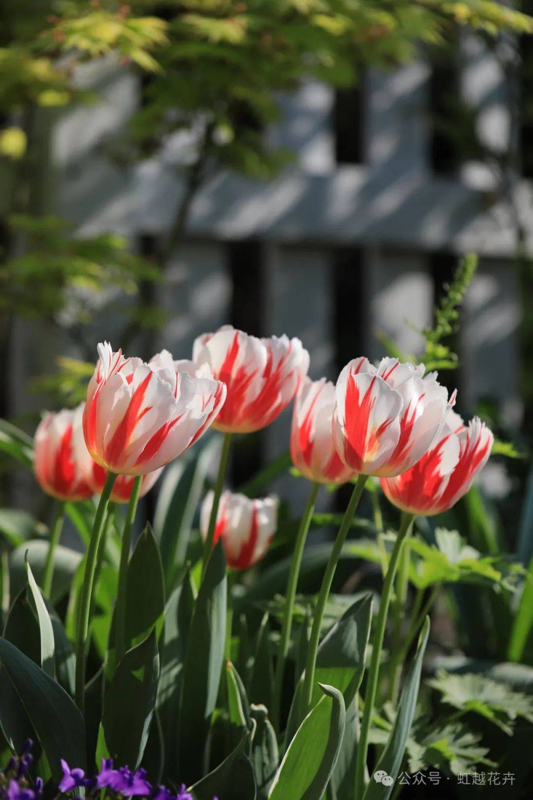 近50个春日郁金香品种图鉴,每一棵都美!翻!天!