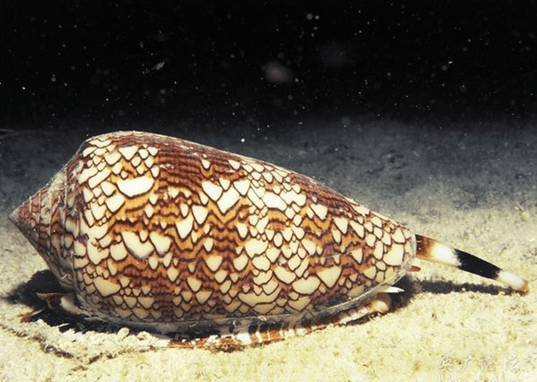 贝壳里藏着的数学公式曾经的流通货币——"贝币"软体动物在地球上已