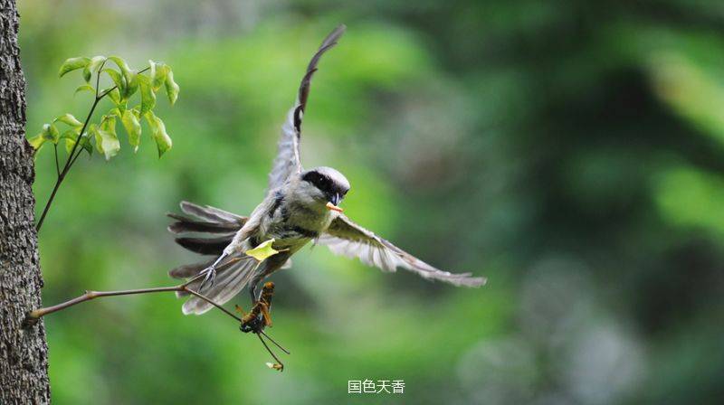 芒种| "芒"有所获,"种"有所得_伯劳_尹吉甫_乌鸫