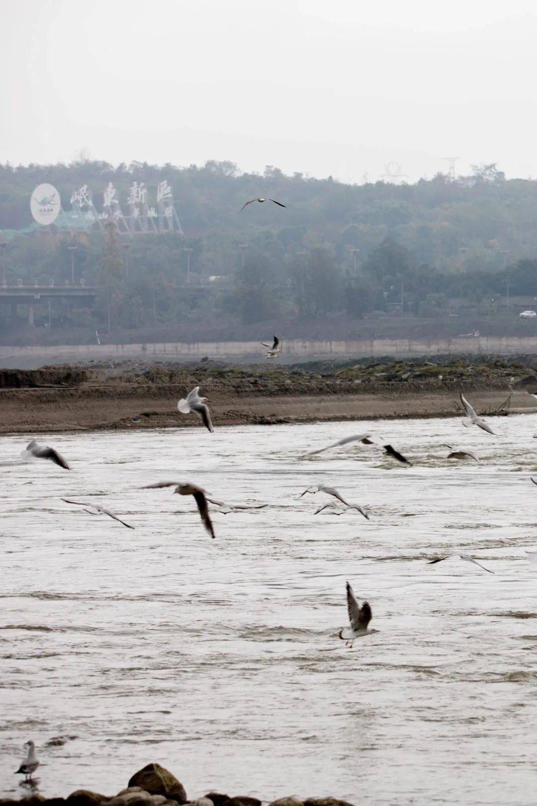 (图源:彭山发布)▲眉山仁寿黑龙滩水库,从2022年