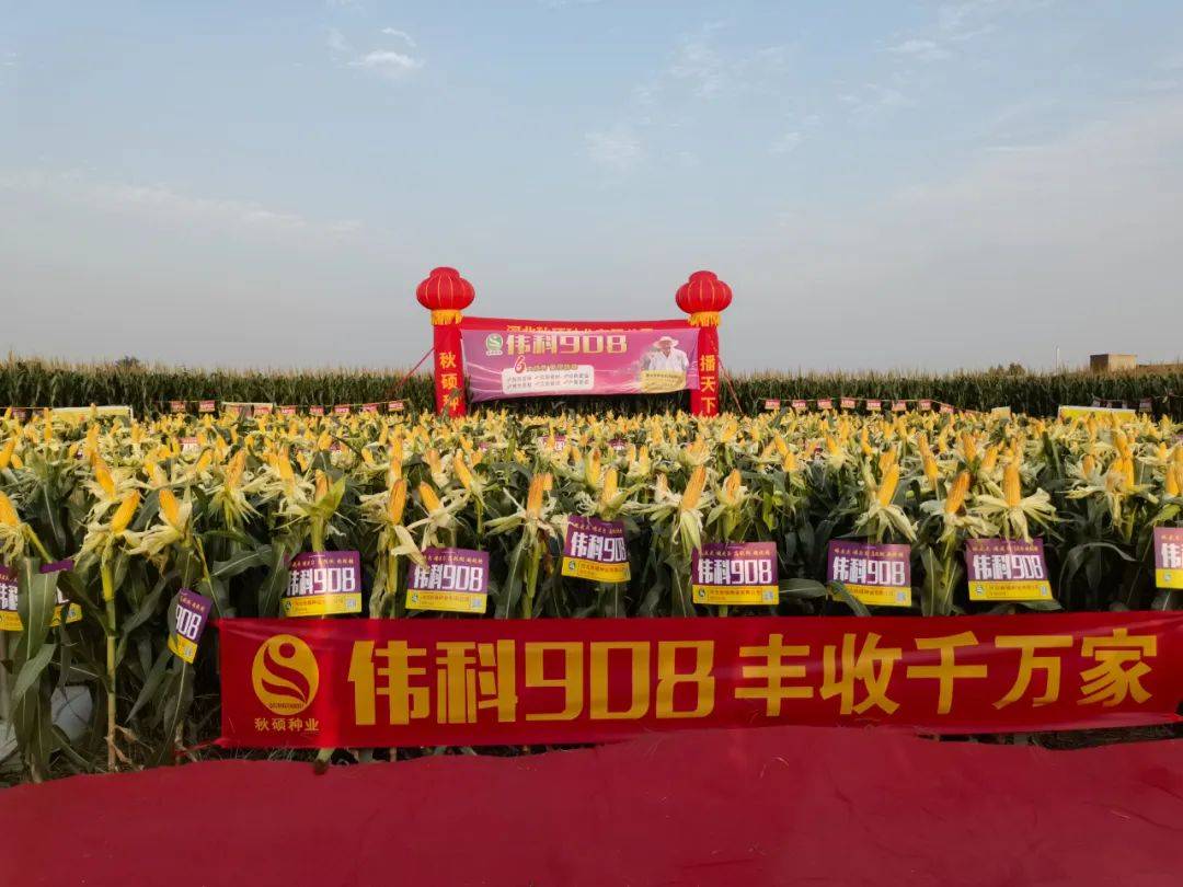 种业商务网"抖快看"全程发力"伟科908","东单1971"玉米大单品流量增长