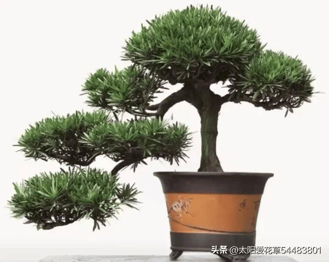 这5种树,自带"财富",寓意招财镇宅,客厅再小也要养一盆