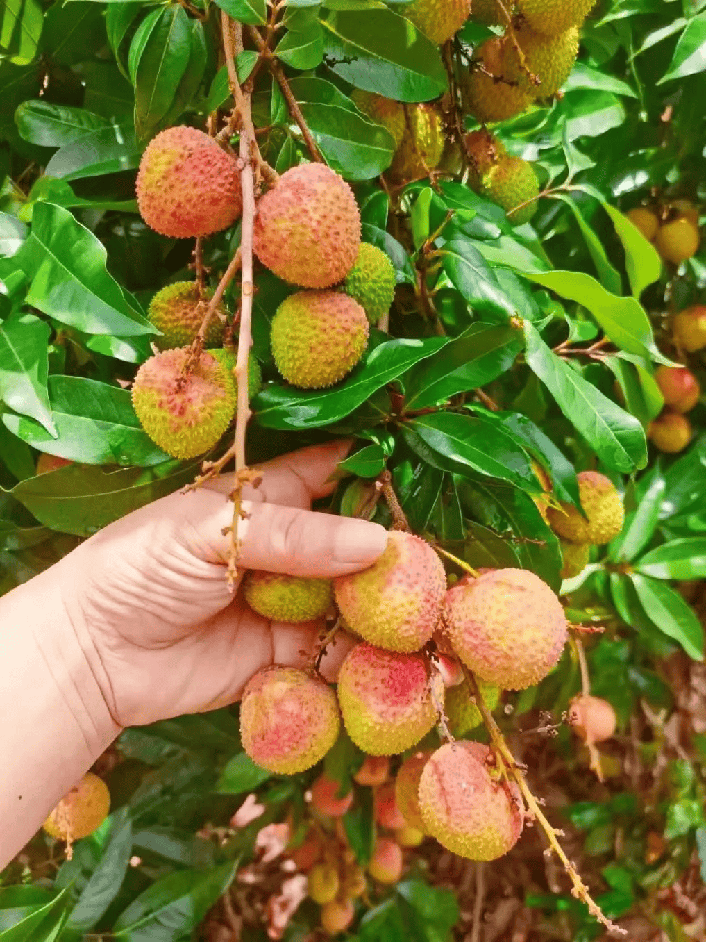 不少大客户今年采购果品时将小番茄,水果黄瓜作为"平替",荔枝的下单量